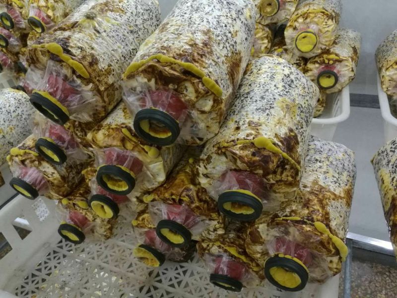 桑黄菌包批发，46元一个。现在订单42包邮