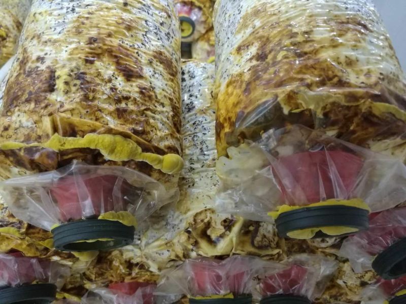 桑黄菌包批发，46元一个。现在订单42包邮