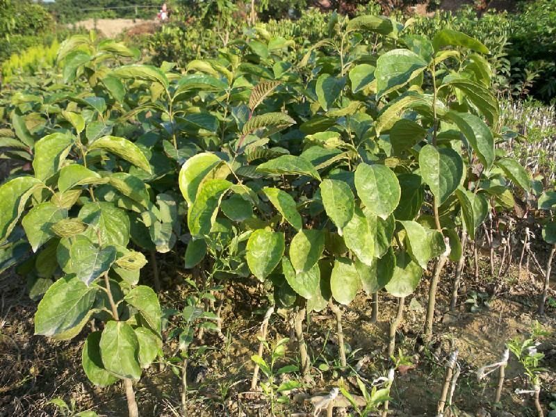 柿子树苗30~50cm