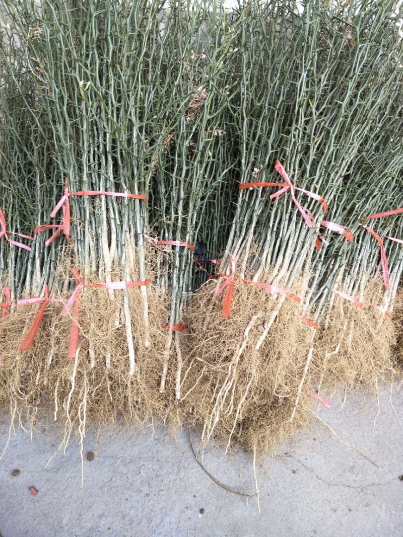 枸橘苗20~30cm大量有货，保湿发货
