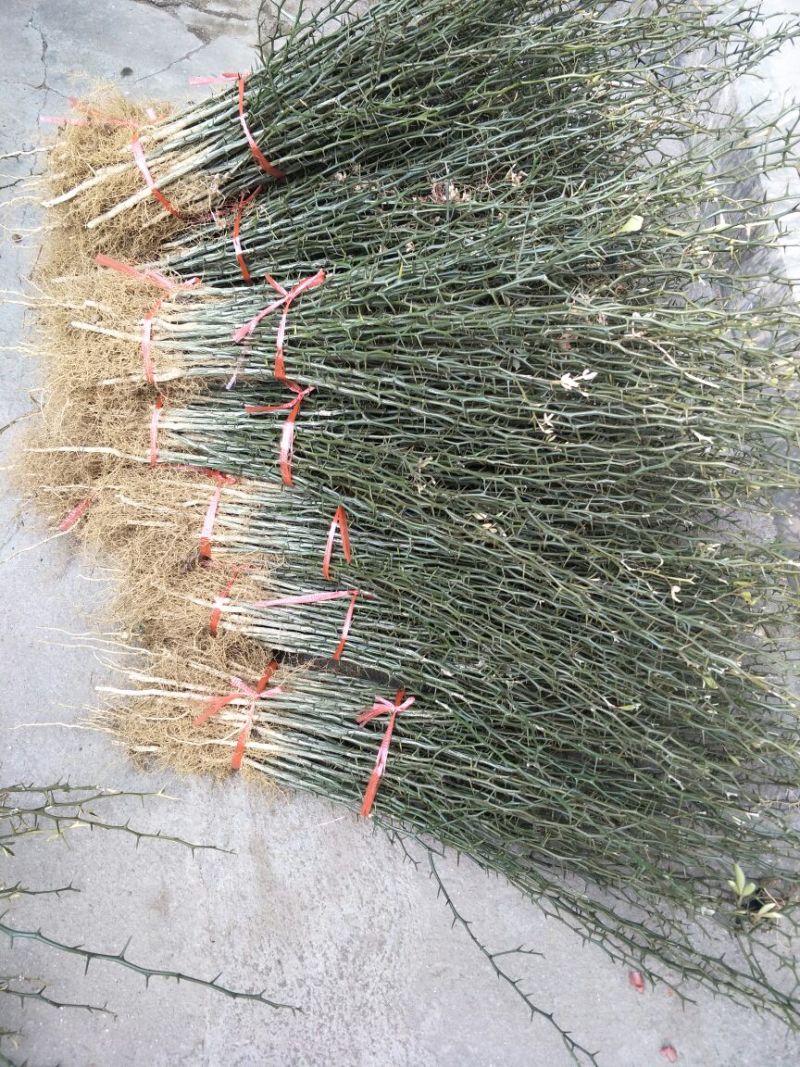 枸橘苗20~30cm大量有货，保湿发货