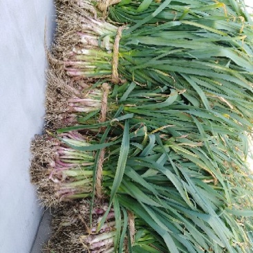 红根蒜苗50~60cm口感好质量优