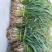 红根蒜苗50~60cm口感好质量优
