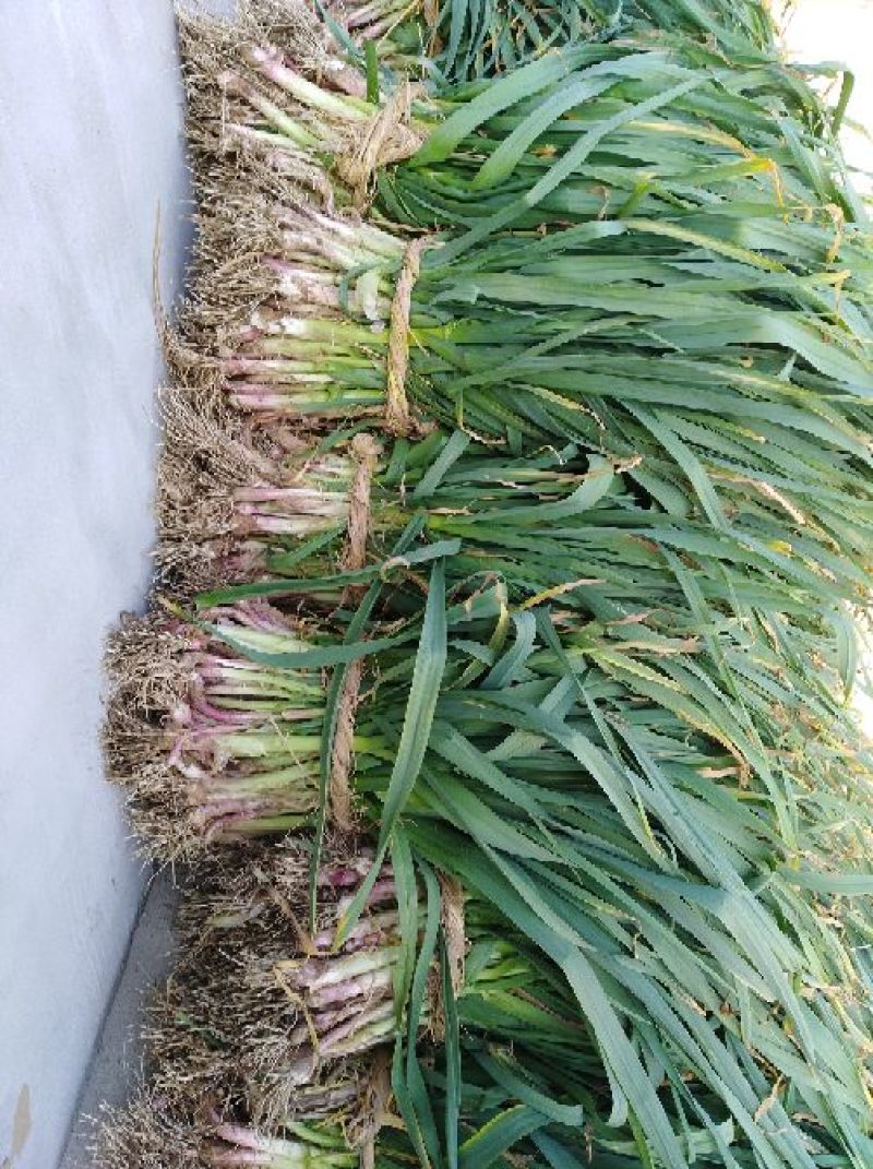 红根蒜苗50~60cm口感好质量优