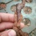 猕猴桃苗0.8~1cm30~35cm嫁接苗