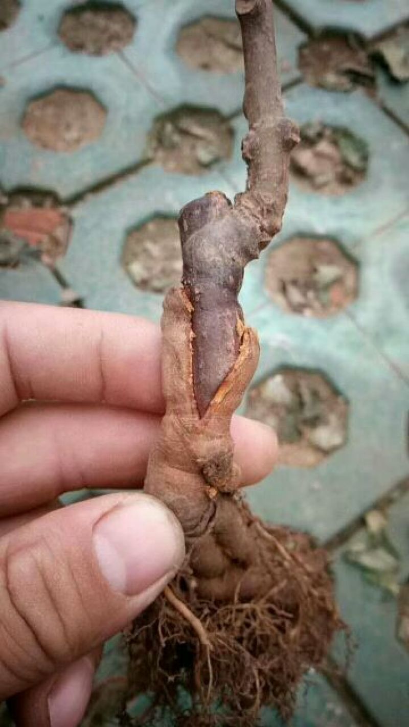 猕猴桃苗0.8~1cm30~35cm嫁接苗