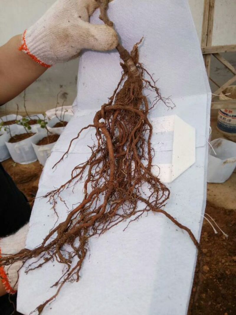 猕猴桃苗0.8~1cm30~35cm嫁接苗