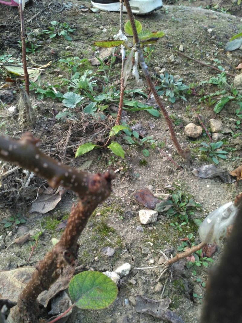 猕猴桃苗0.8~1cm30~35cm嫁接苗