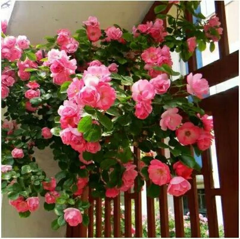 蔷薇苗藤本大花浓香庭院爬藤植物花卉盆栽阳台玫瑰爬墙四季