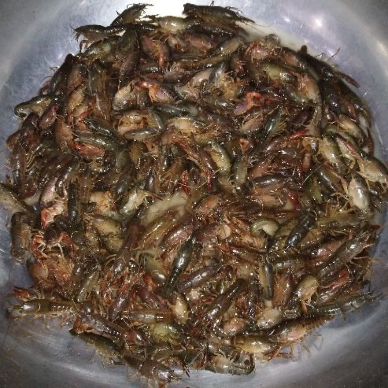 克氏原螯虾食用10-12钱（50-60克）活虾藕塘套