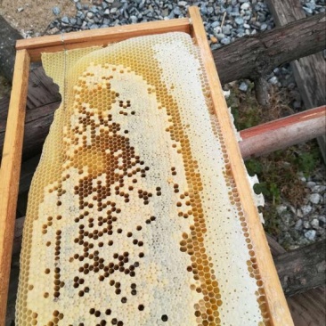 纯野生蜂蜜2斤装