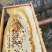 纯野生蜂蜜2斤装