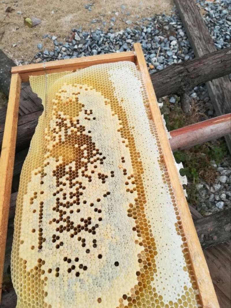 纯野生蜂蜜2斤装