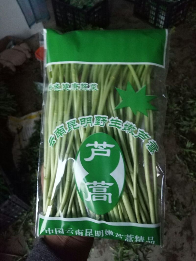 芦篙