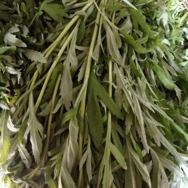 芦篙