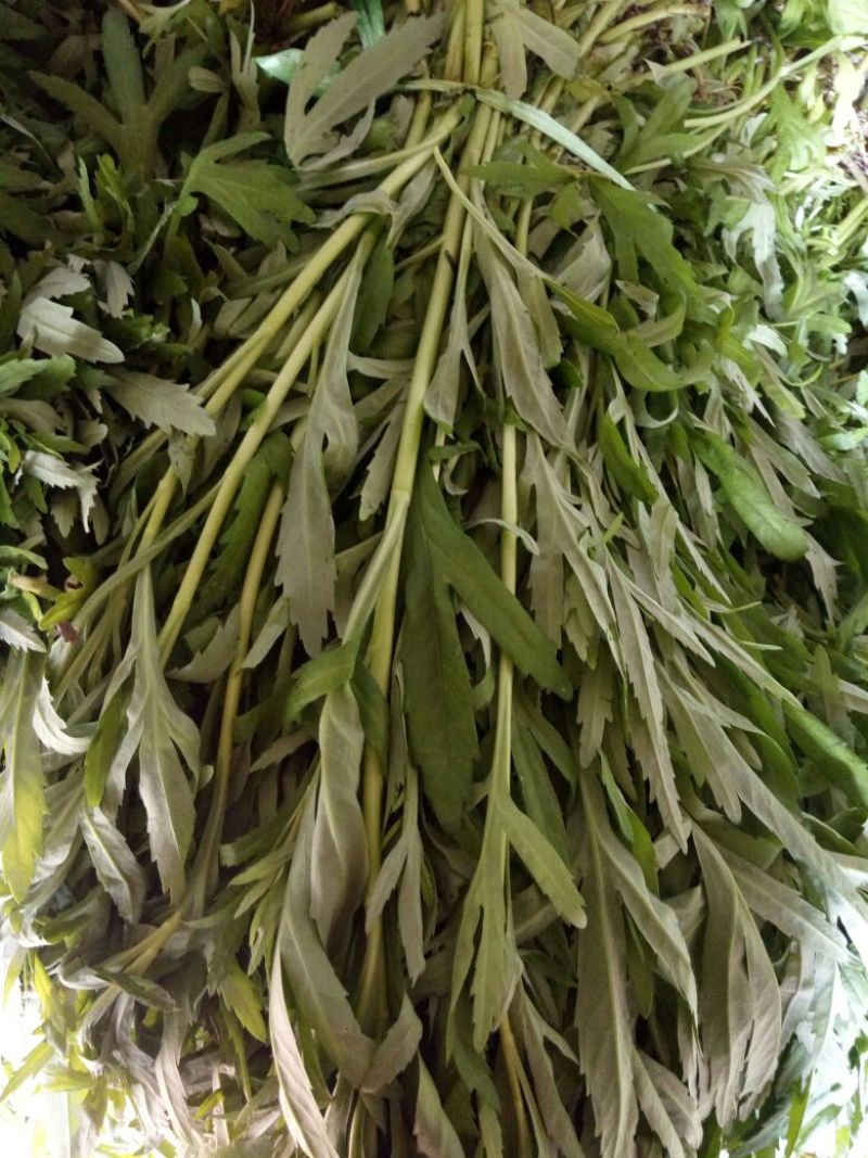 芦篙
