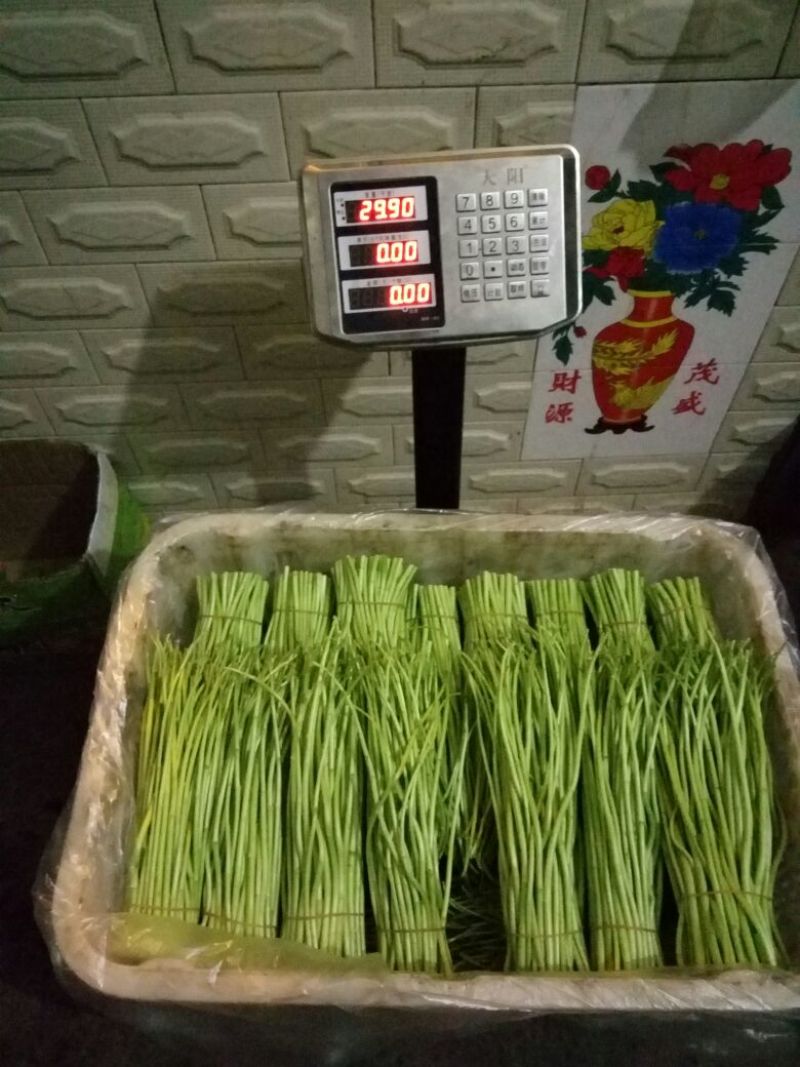 芦篙