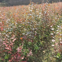 蓝莓苗2年以上30~50cm兔眼蓝莓苗