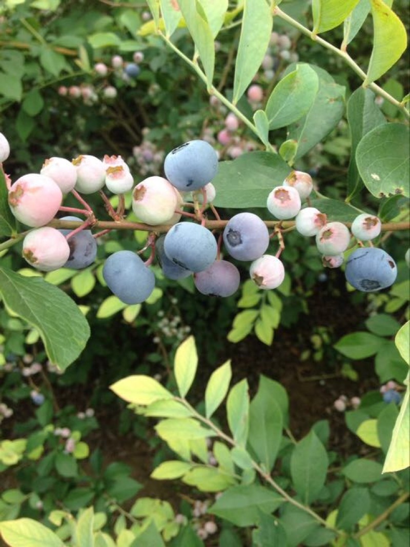 蓝莓苗2年以上30~50cm兔眼蓝莓苗