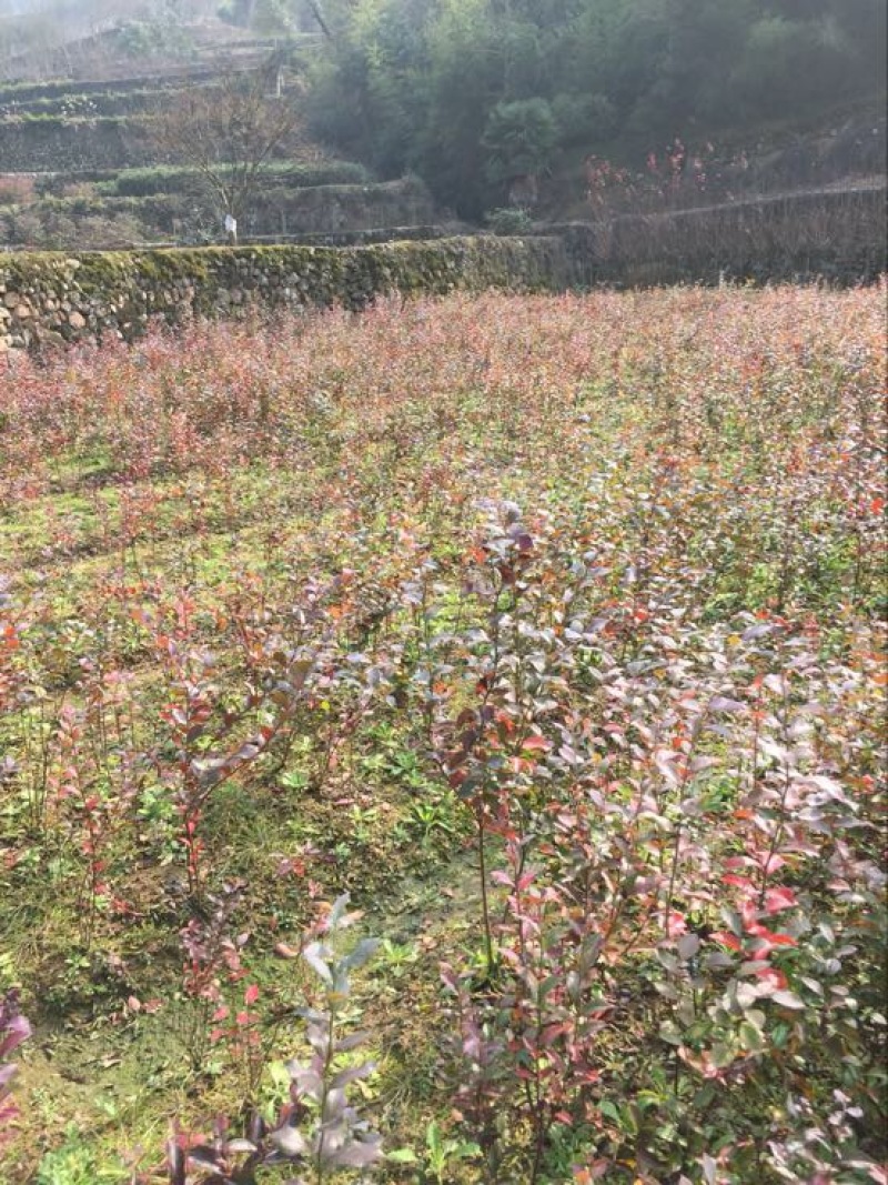 蓝莓苗2年以上30~50cm兔眼蓝莓苗