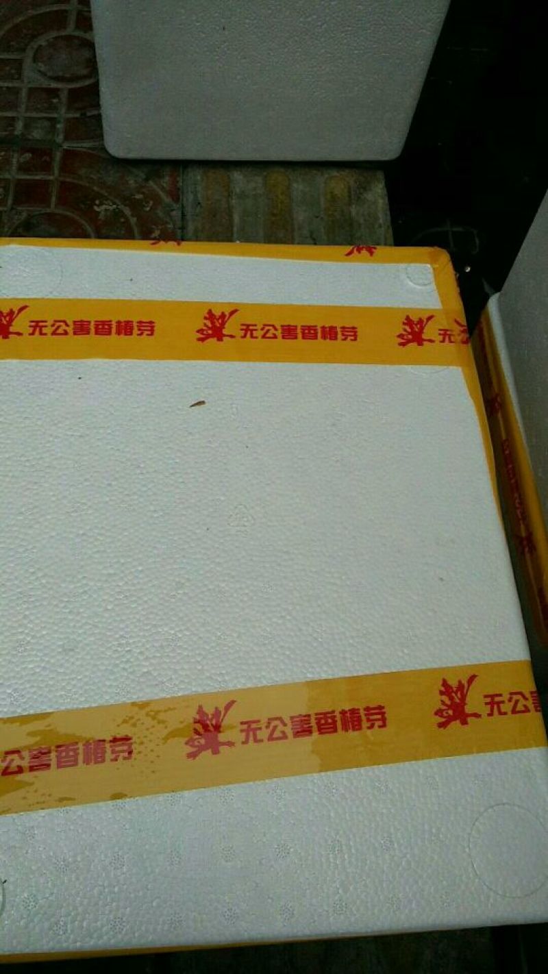 红油6号香椿11~20cm