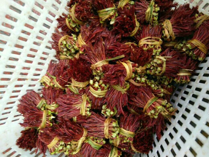 红油6号香椿11~20cm