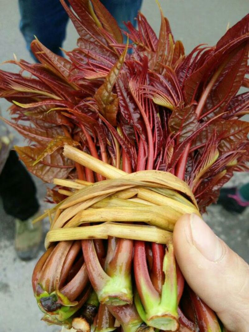 红油6号香椿11~20cm