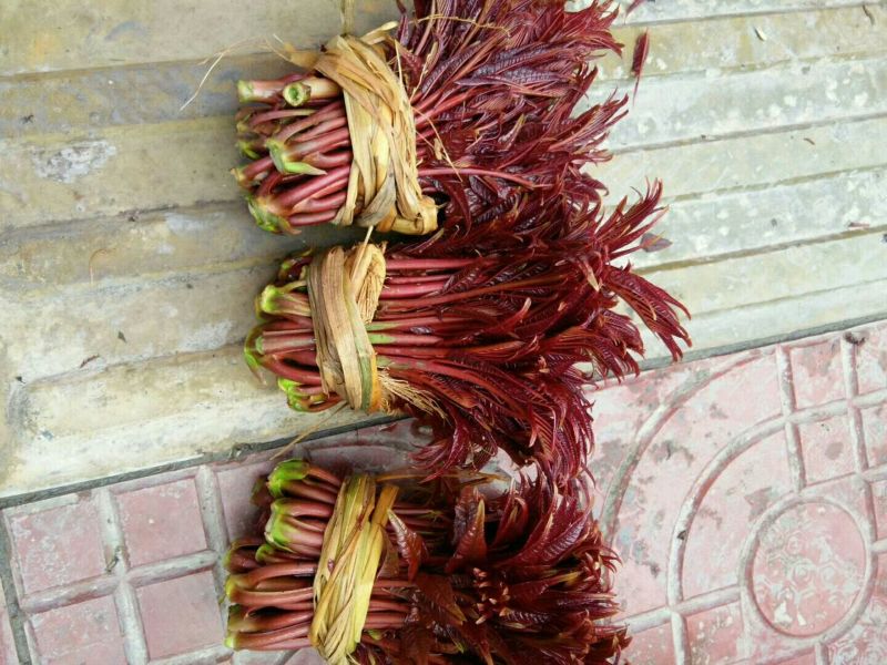 红油6号香椿11~20cm