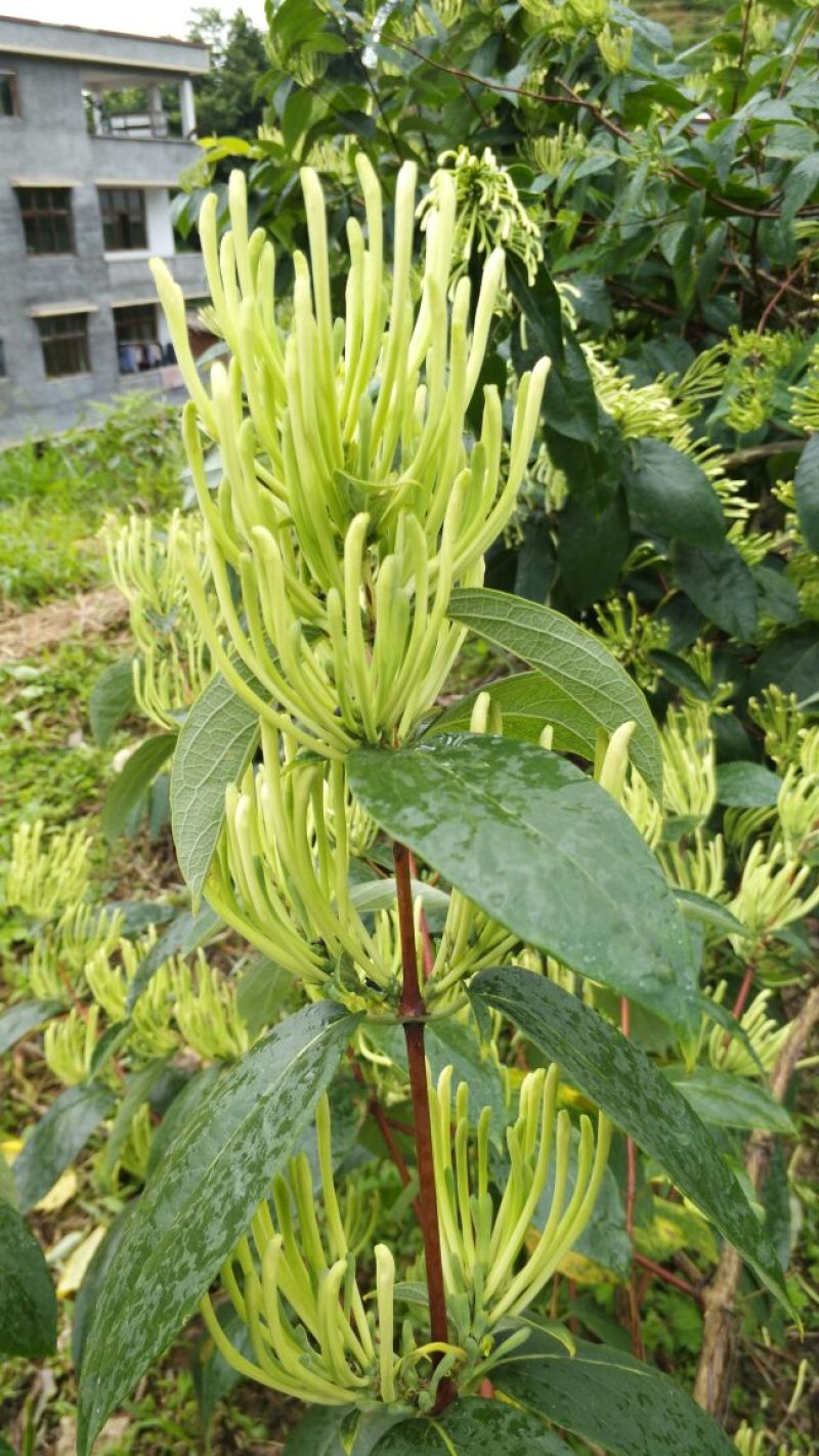 金银花苗20~30cm