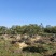 造型松10公分