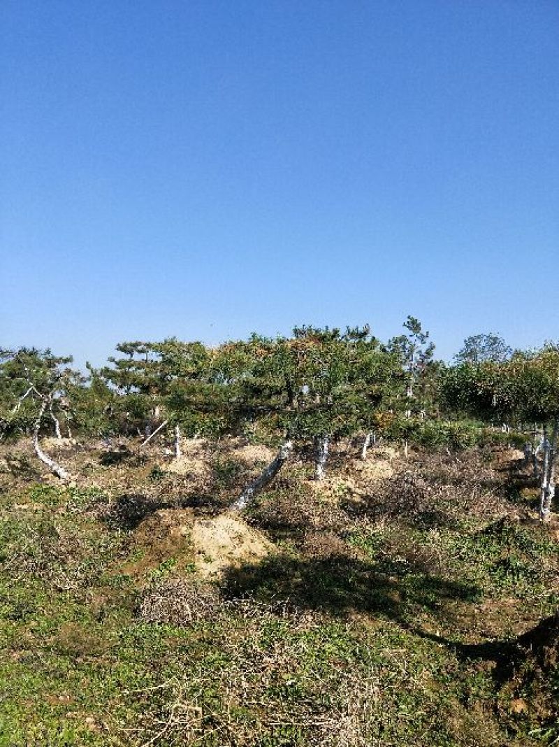 造型松10公分