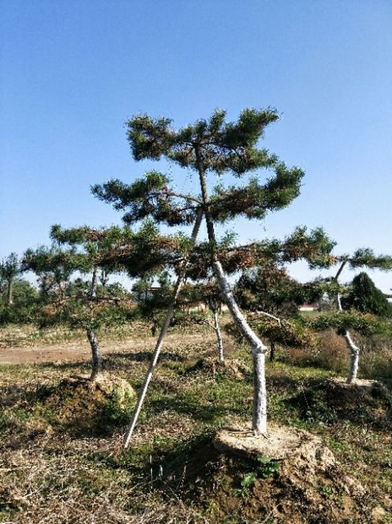 造型松10公分
