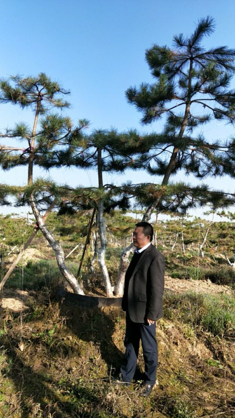 造型松10公分