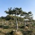 造型松10公分