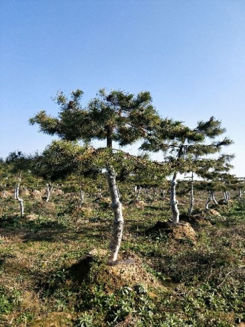 造型松10公分
