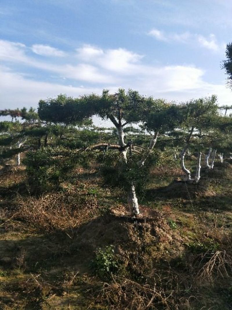 造型松10公分