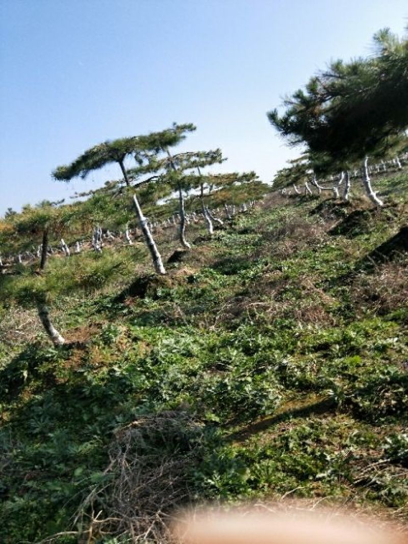 造型松10公分