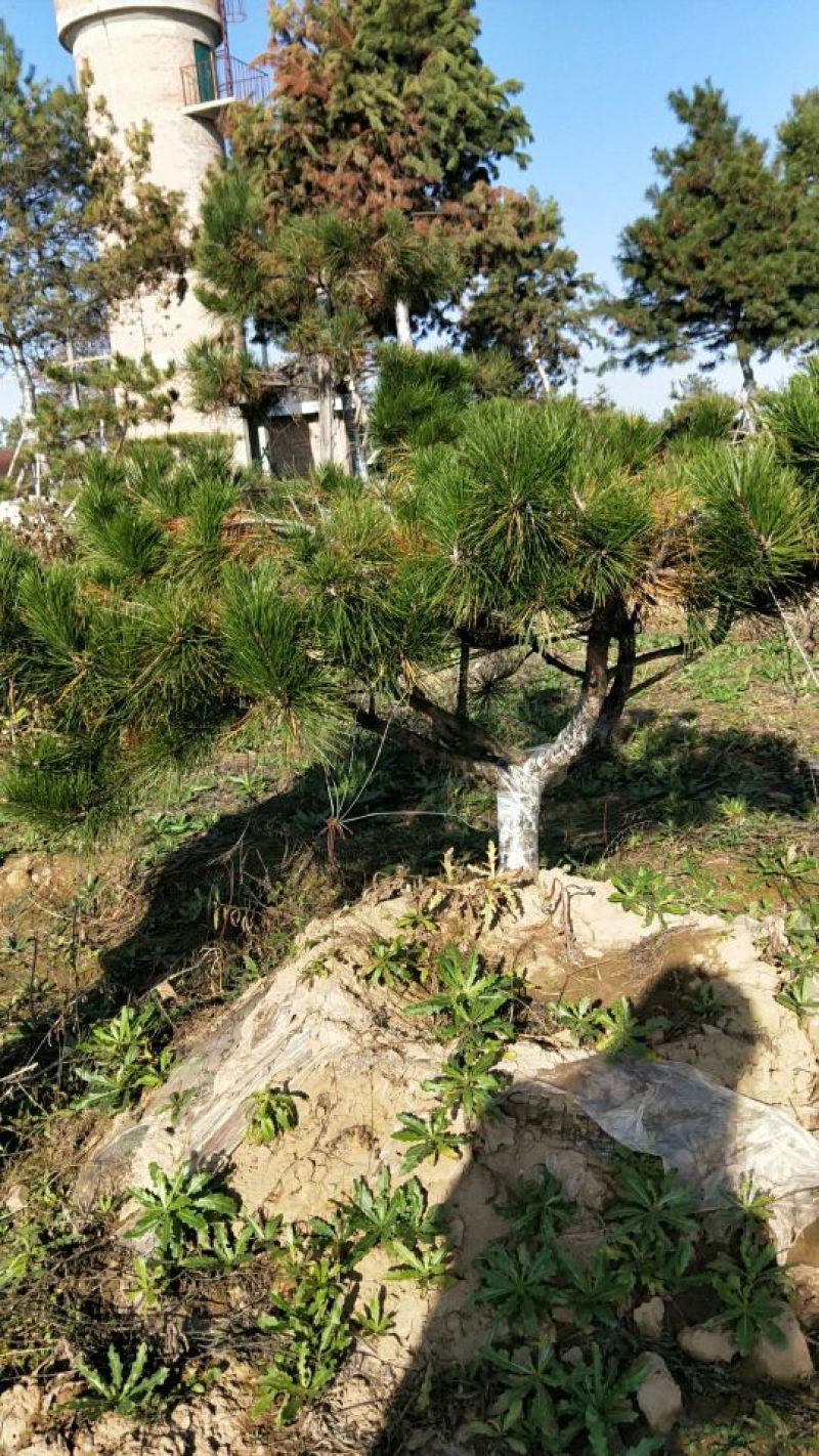 造型松10公分