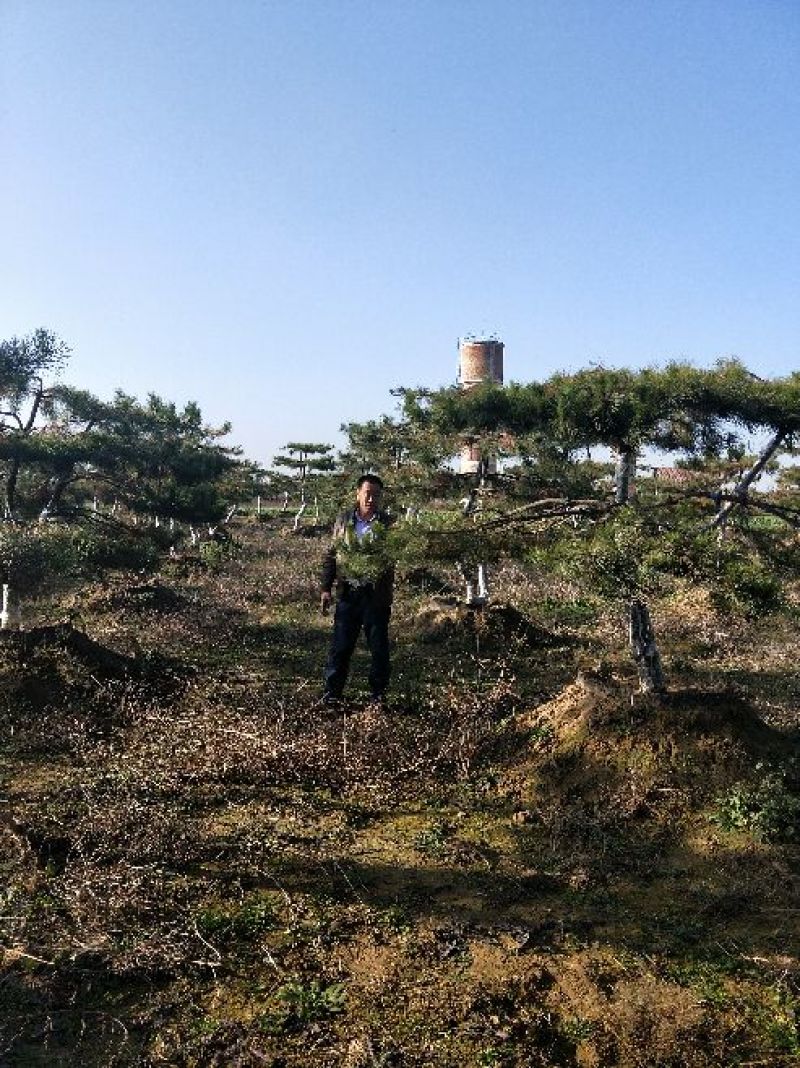 造型松10公分