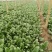 河北精品大叶菠菜，25~30厘米，万亩蔬菜基地直供。