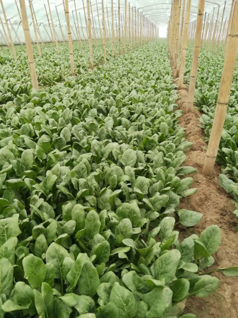 河北精品大叶菠菜，25~30厘米，万亩蔬菜基地直供。