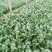 河北精品大叶菠菜，25~30厘米，万亩蔬菜基地直供。