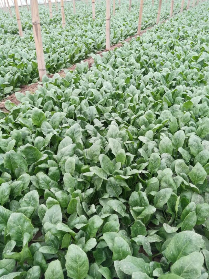 河北精品大叶菠菜，25~30厘米，万亩蔬菜基地直供。