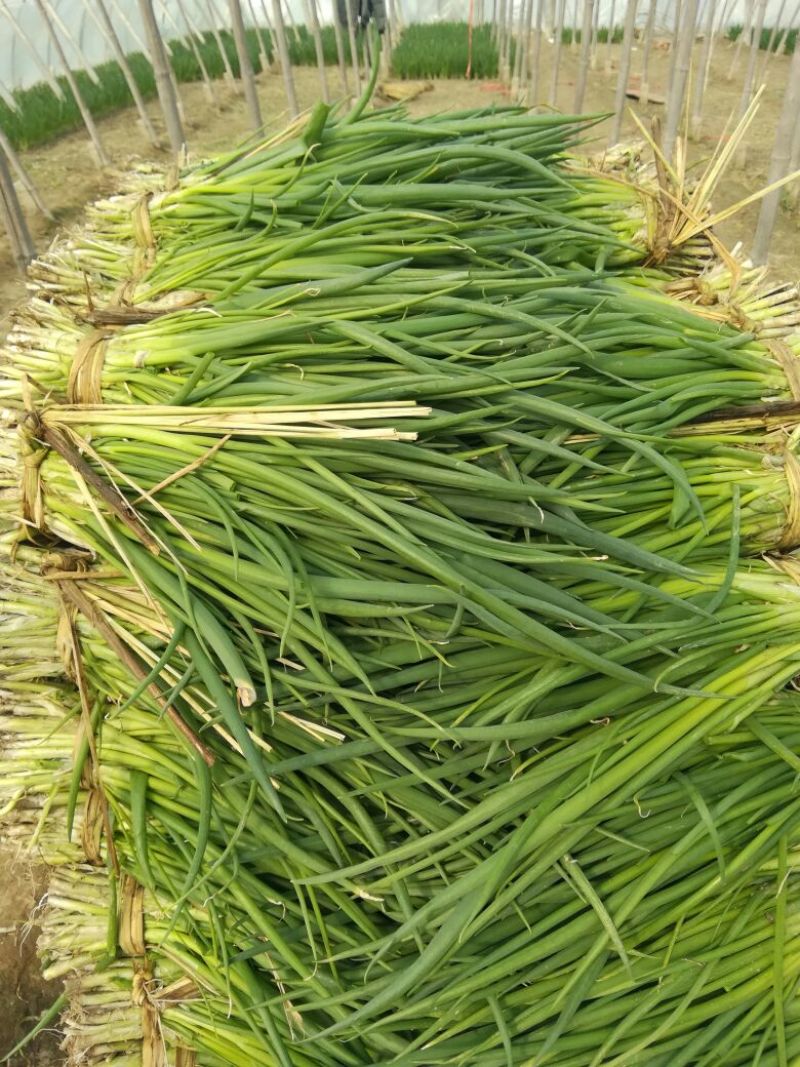 精品小葱，高度35厘米左右，万亩小葱基地直供