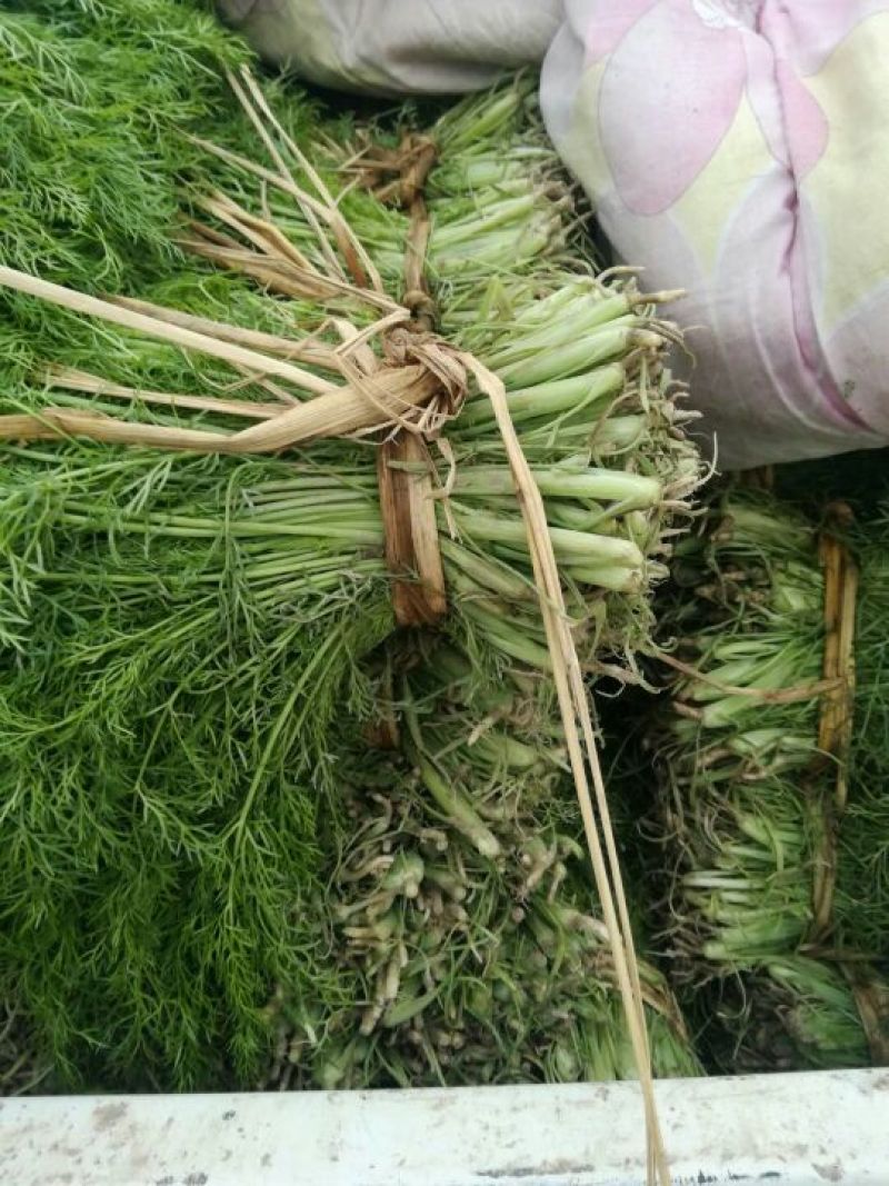 【推荐】🔥茴香🔥25~30cm，精品茴香，常年供应欢迎下单