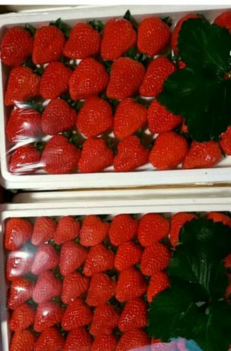 红颜久久草莓，手工筛选果型周正，颜色均匀，果硬口感好，
