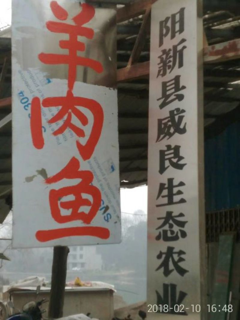 金草鱼0.1公斤人工养殖鱼苗活鱼