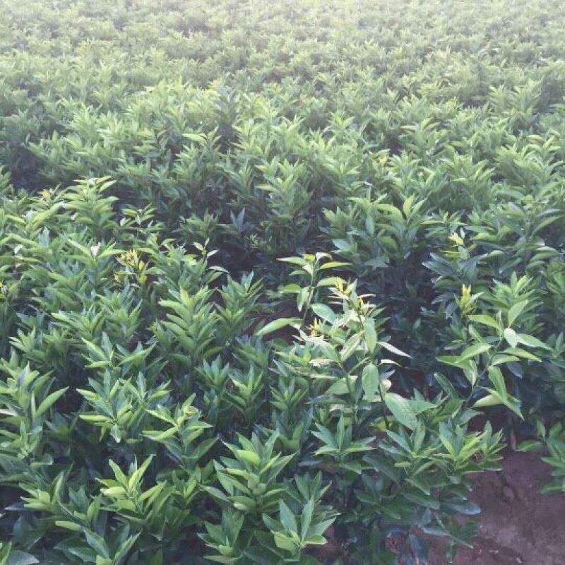 沃柑苗无核沃柑清甜
