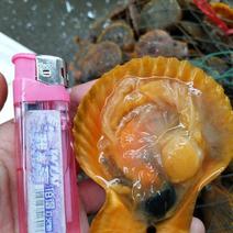 新鲜湛江扇贝食用鲜活3~5只/kg