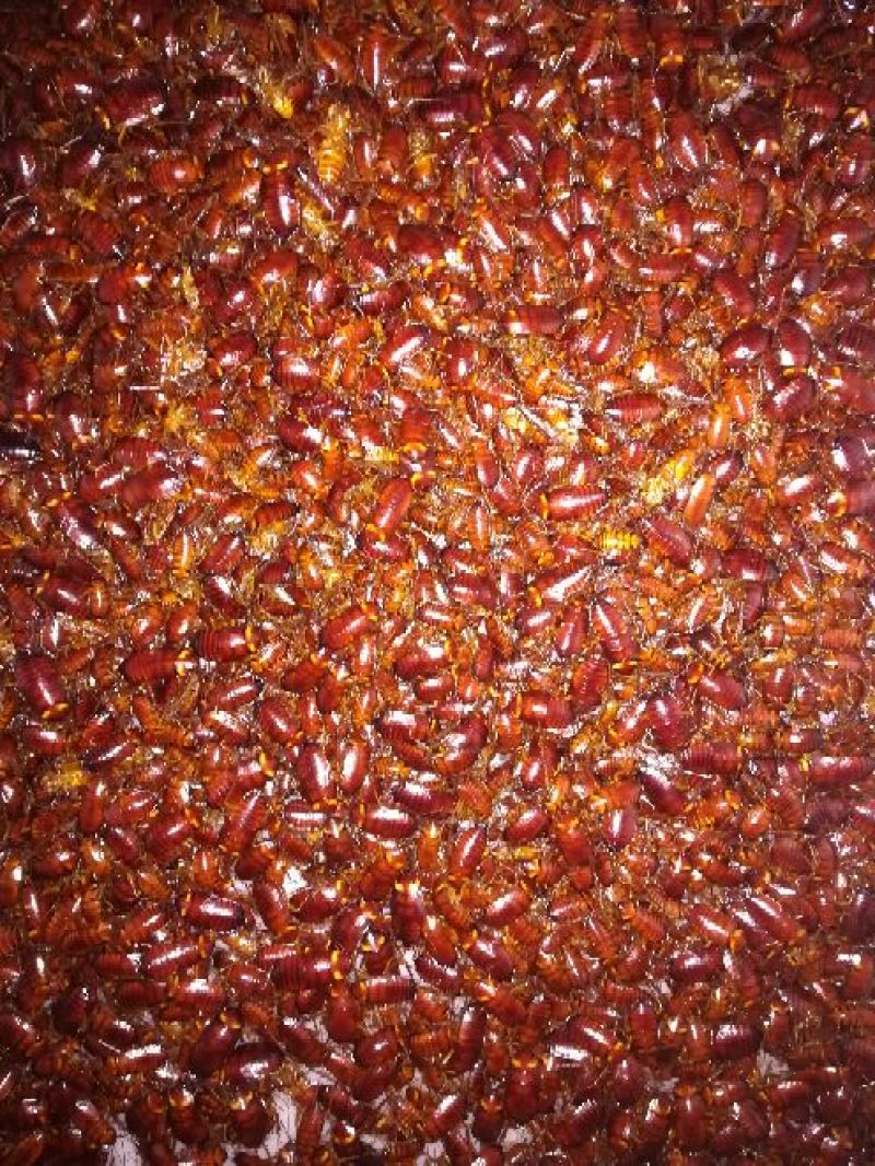 蟑螂美洲大蠊养殖基地直供